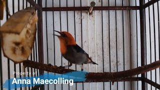 ampuh bikin lawan langsung nyaut! pancingan kemade gacor nembak bikin emosi lawan!1