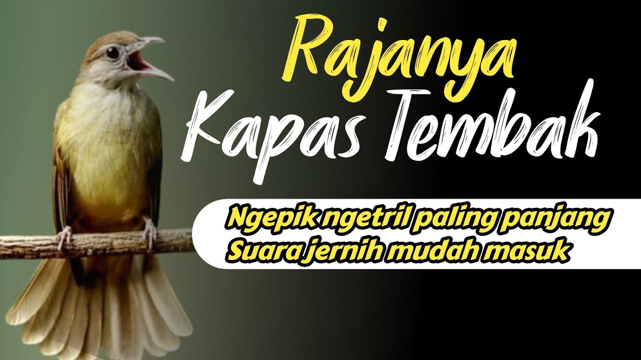 MASTERAN KAPAS TEMBAK NGEPIK NGETRIL SUPER PANJANG Sangat jernih‼️