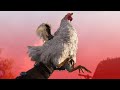 The best weapon in chivalry 2the fire chicken