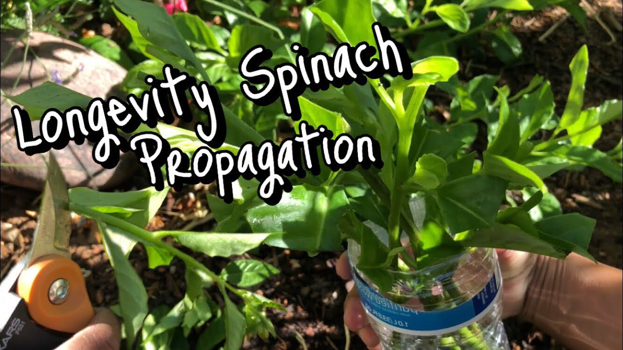 Propagating Longevity Spinach