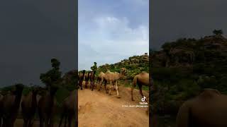 beauty  of desert ️ #thar #nature #viral #camel #desert #viral #whatsappstatus