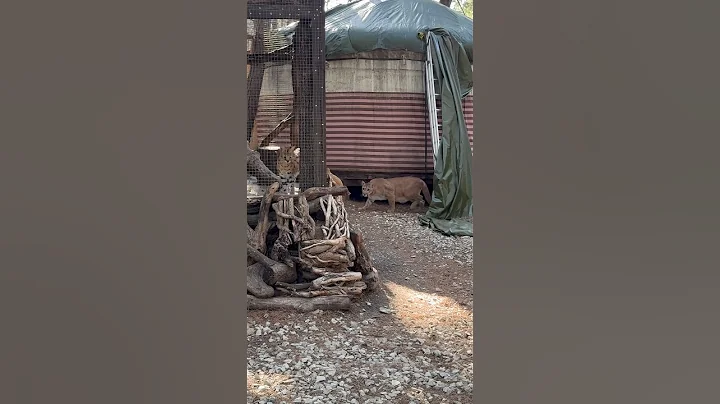 Watch the video about One..Two…😁#shorts #cat #short #animals #shortvideo #dog #cougar #serval #doberman #shortsvideo