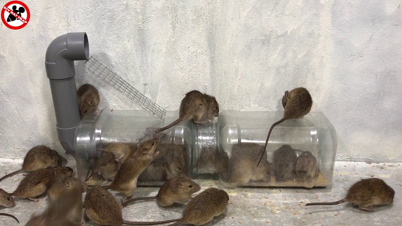 Top 10 piège à souris électrique  Bonne idée piège à rats 