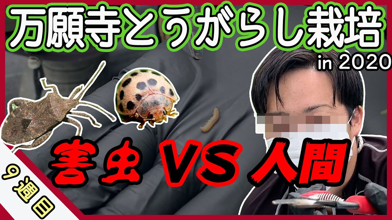 万願寺とうがらしに食害が発生！ナス科の野菜に取り憑く害虫を捕まえてみた。