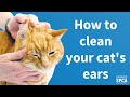 Pet Tips: How to clean your cat's ears