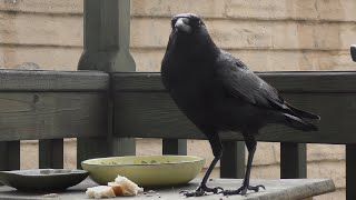 Beautiful Crow Hangin' on the Porch Today