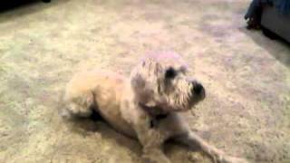 Molly does Tricks (March 2011)