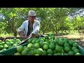 Agricultura al Día /  Así es un cultivo de limón