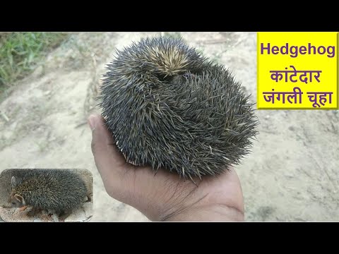 Hedgehog Mammals in India | कांटेदार जंगली चूहा