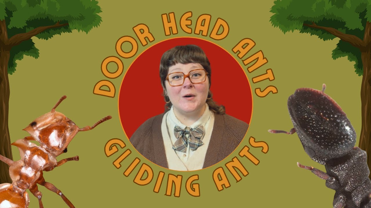 DOOR HEAD ANTS, GLIDING ANTS: Awesome arboreal adaptations! Turtle ants (Cephalotes) and beyond...