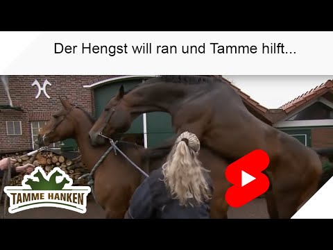 Video: Tamme Tangud