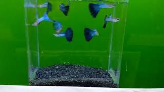 Japon Blue Blue Tail