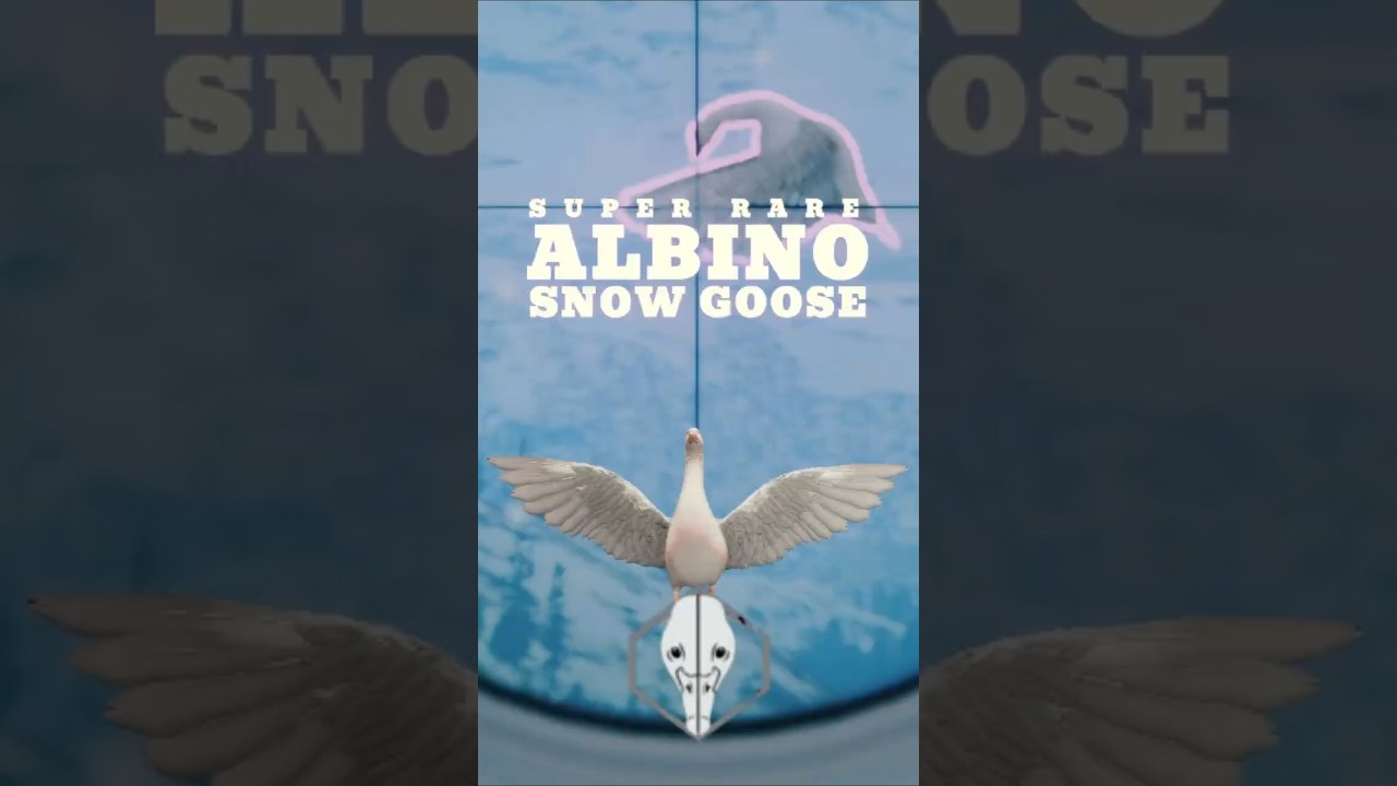 Brought Down the Albino Super Rare Snow Goose | White Wings Over the Dawn of Askiy Ridge