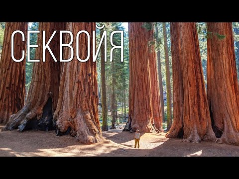 SEQUOIA: The tallest and longest-lived plant on the planet | Interesting facts about the flora