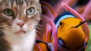 Why do cats like fish ? by ComicCat 548 views 2 years ago 1 minute, 12 seconds