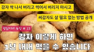 감자 이렇게 하면 1년 내내 먹을 수 있습니다