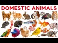 Domestic Animals 🐕🐄🐓 | PET Animal Names for Kids | Animals Name with pictures & Sound