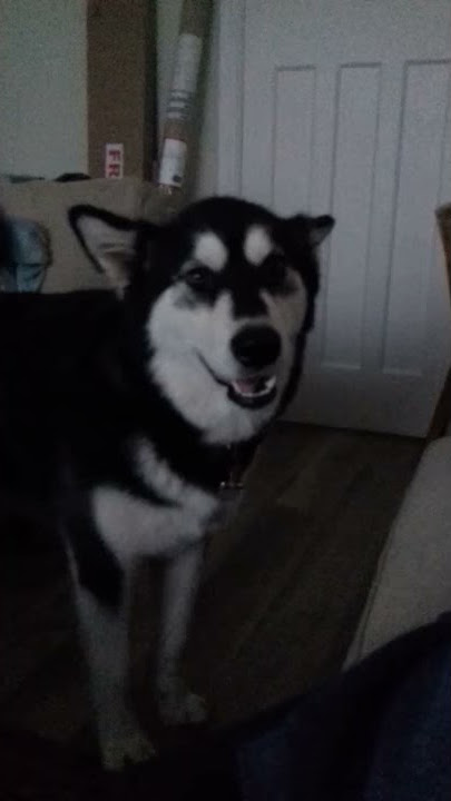 Alaskan Malamute Talking- Dog Says 'I love you'