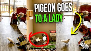 Pigeon Goes to a Lady to Pick up the Cardboard Pieces She Cuts to Use It to Build Its Nest