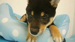 ペットショップCoo&RIKU 柴犬 No307893