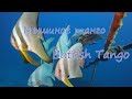 Мышиное танго/Batfish Tango