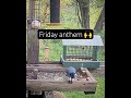 TGIF!  #birds #friday #bluejay #weekend #work #everyone #funny