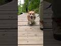 木道を歩くコーギー / A Corgi walking on the boardwalk. #コーギー #corgi