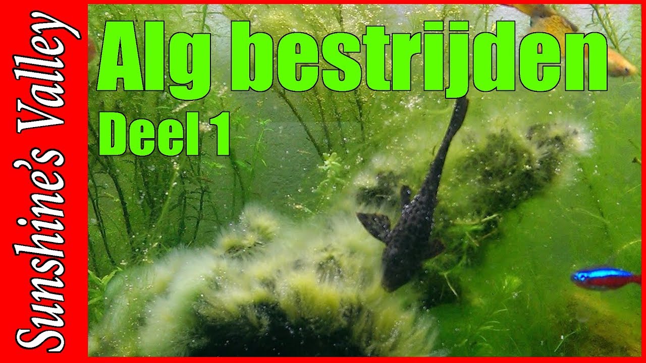 Pickering schermutseling Brouwerij Aquarium algen bestrijden: intro | Aquarium Sunshine Valley - YouTube