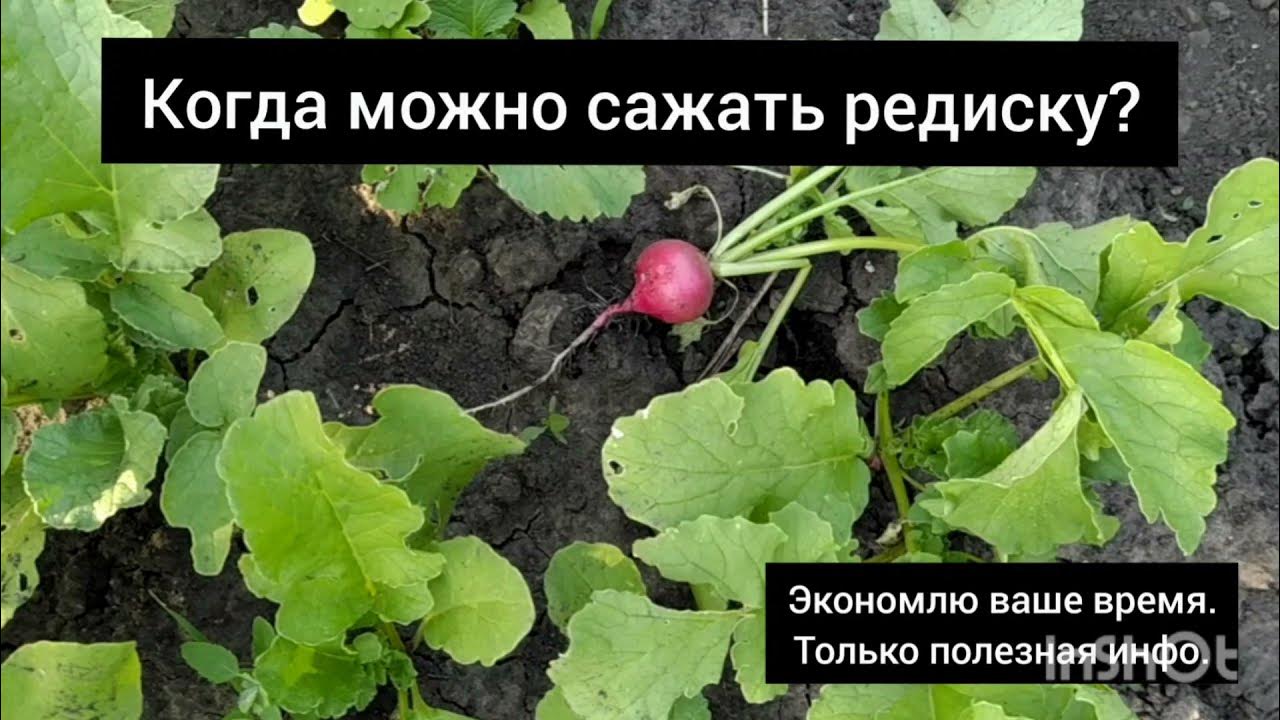 Можно ли сажать редиску в мае. Посадка редиса весной в открытый грунт. Всходы на грядке. Посадка редиса. Редиска под пленкой.