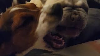 Dahlia and Lucy by Spoiled Puppers 333 views 2 months ago 2 minutes, 11 seconds