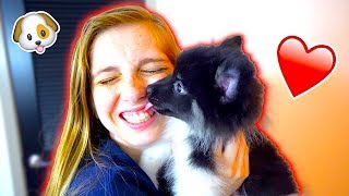 SURPRISING MY GIRLFRIEND WITH A PUPPY! *SHE CRIED*