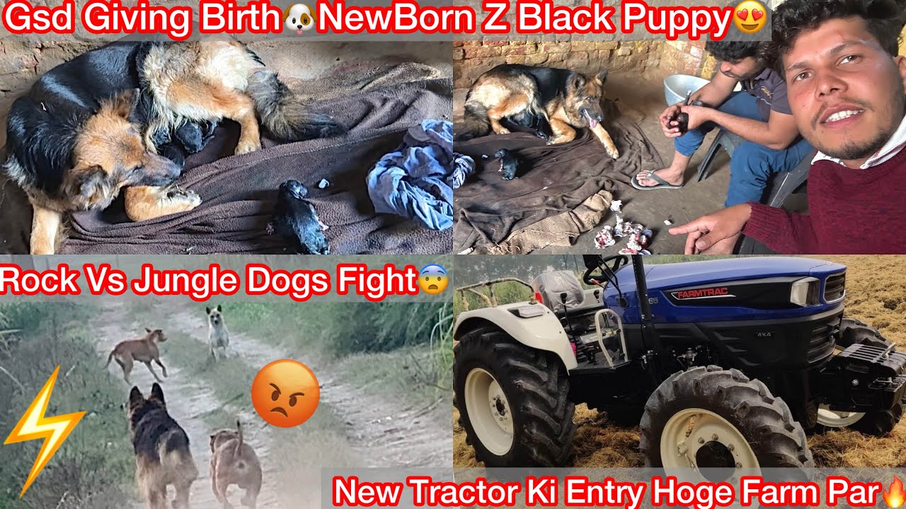 Newborn Gsd Puppies Hua😍Black Gsd🔥|| Rock Ka Panga Hogya Dogs Se😰|| Farm K Liya New Tractor🚜 