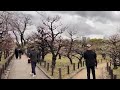 Vườn hoa mơ hoa mận thành osaka nhật bản