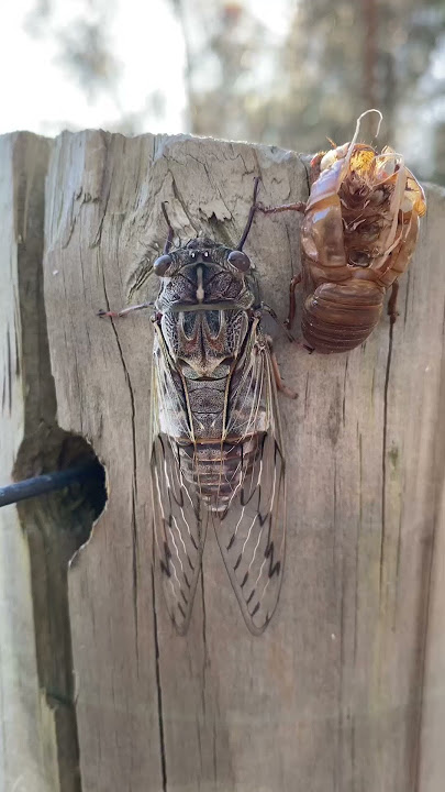 Razor Grinder Cicada - Nymph to Adult #cicada #insects