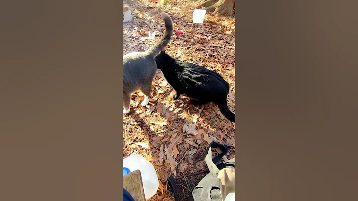 Watch the video about I'll Be the Judge 😂 Black Cat Checks I.D. #shorts