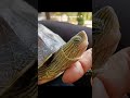 Turtle saying hello 🐢 #cute