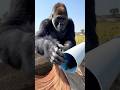 Gorilla Save the cute chick inside pipe
