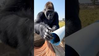 Gorilla Save the cute chick inside pipe