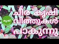 ചീര കൃഷി ഭാഗം 1 - വിത്ത് പാകുന്ന വിധം  - amaranth growing video part 1 sowing seeds