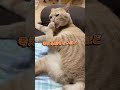 超ちゃちゃまる#ちゃちゃまる #cat #catvideos #猫 #超かぐや姫