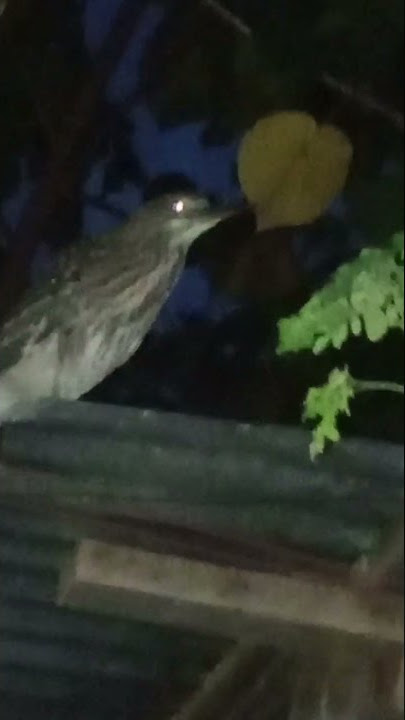 Suara burung bangau malam bersahutan / suara panggilan. #pendek