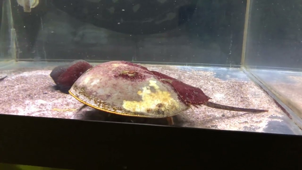 活発的に動くアメリカカブトガニ【越前松島水族館】 - YouTube