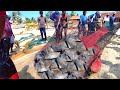 Rare Black Pomfret Fish Caught In Net | Amazing Seine Fishing