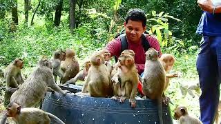 Cute Baby Animals Monkey Friendly With Good Brother Take Care by Baby Monkey 622 views 1 month ago 10 minutes, 15 seconds