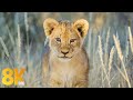 8K African Wildlife and Nature Showreel 2021