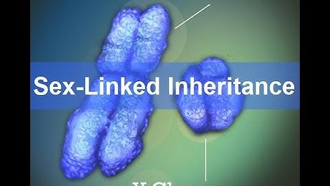 Sex Linked Inheritance (Updated)