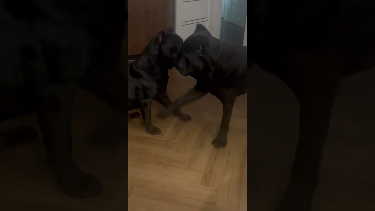 #мойбратигр#