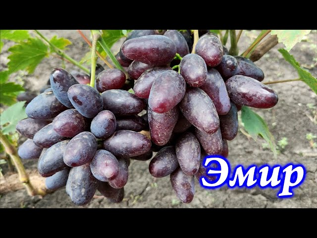 Характеристики винограда Эмир