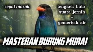 Suara burung tengkek buto!!!!suara jernah Masteran burung murai @bolangsf24
