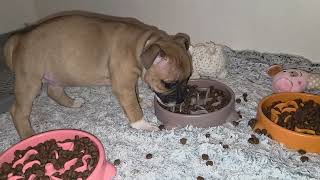 129Ème Vidéo Chiot Staffie N6 Femelle De La 61Ème Portée De Staffordland